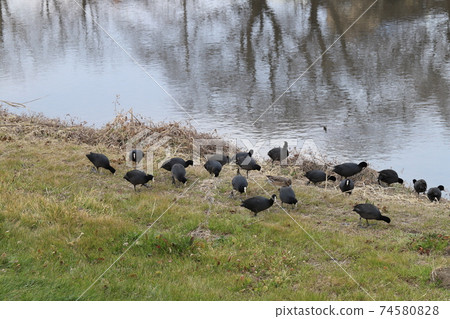 A flock of coots feeding on the riverbed in winter A flock of coots feeding on the riverbed in winter 74580828