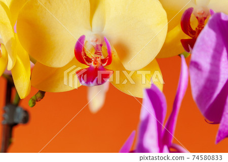 Close up of beautiful phalaenopsis orchid flowers 74580833