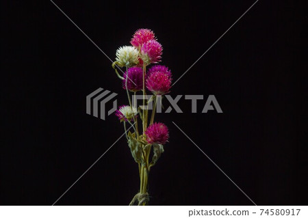 Small bouquet of dried flowers 74580917