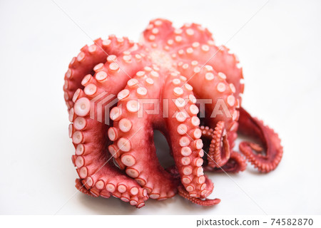 Octopus isolated on white background, Boiled whole octopus tentacles seafood squid cuttlefish. 74582870