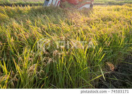 Rice reaping Rice reaping 74583171