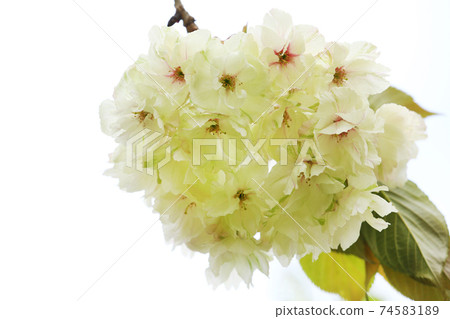 Gyoikou綠色櫻花 74583189