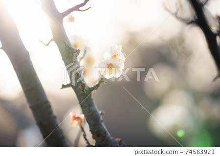 Plum blossom  74583921