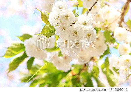 White double cherry blossoms White double cherry blossoms 74584041