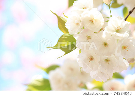 White double cherry blossoms White double cherry blossoms 74584043