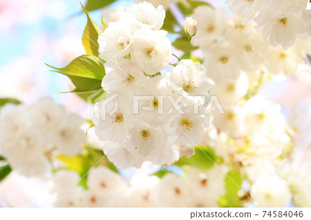 白色八Ya倉白色之謎 74584046