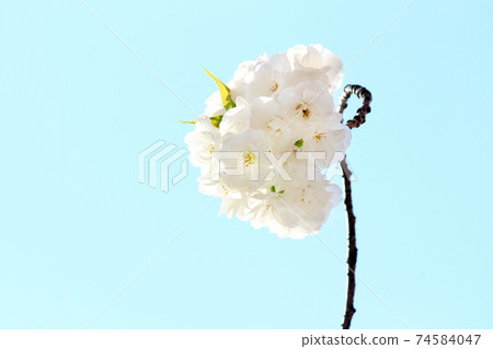 白色八Ya倉白色之謎 74584047