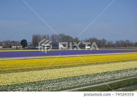 Netherlands spring Netherlands spring 74584359