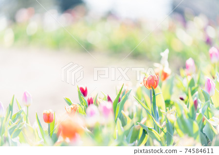 Ice tulip 74584611