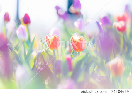 Ice tulip 74584619