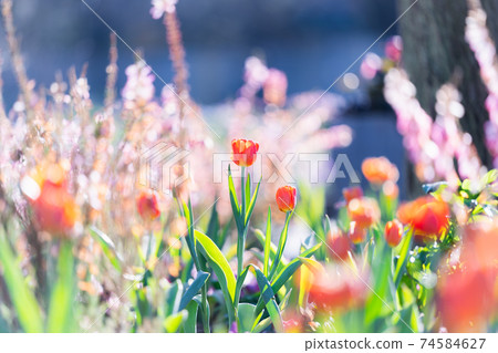 冰鬱金香 冰鬱金香 74584627