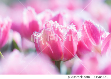 Ice tulip 74584640