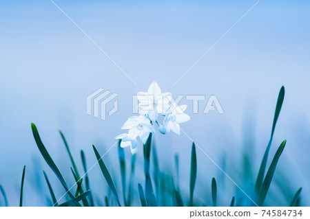 Narcissus Narcissus 74584734