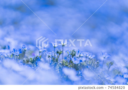 Nemophila 74584820