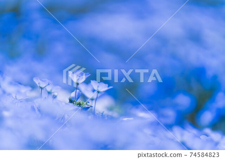 Nemophila Nemophila 74584823