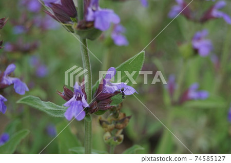 Ants on herbs, sage and purple flowers in early summer 74585127