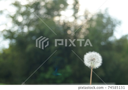 Spring flower dandelion fluffy beautiful circle. Right justified Spring flower dandelion fluffy beautiful circle. Right justified 74585131