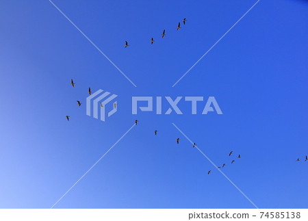 泉沼的早晨航班 泉沼的早晨航班 74585138