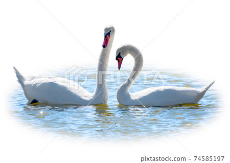 Two Graceful white Swans swimming in the lake, isolated on white background. Mating games of a pair of white swans. Swans swimming on the water in nature. Valentine's Day background Two Graceful white Swans swimming in the lake, isolated on white background. Mating games of a pair of white swans. Swans swimming on the water in nature. Valentine's Day background 74585197