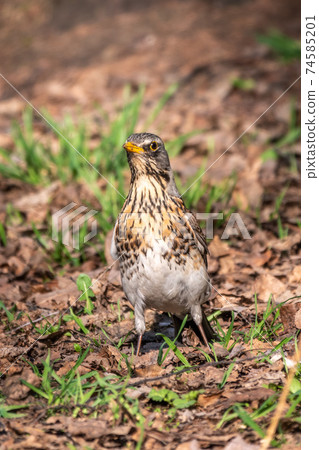 Fieldfare, Turdus pilaris, on a sprng lawn. Fieldfare, Turdus pilaris, on a sprng lawn. 74585201