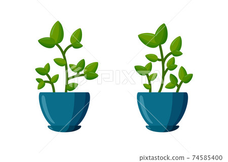 Potted plants set. Green plant in cartoon style. Vector illustration 74585400