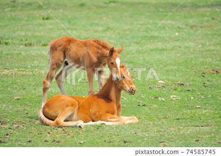 美麗的純種馬駒在牧場上玩 74585745