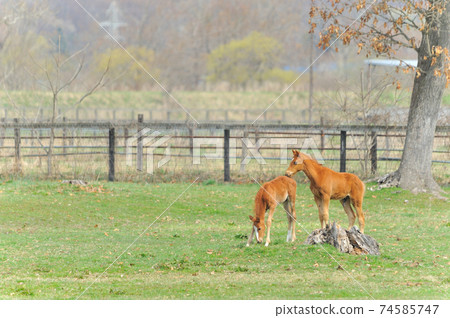 Beautiful thoroughbred foal playing on the ranch 74585747