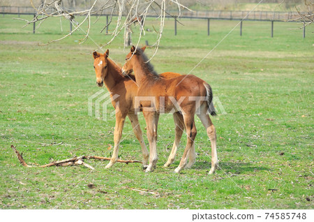 Beautiful thoroughbred foal playing on the ranch 74585748