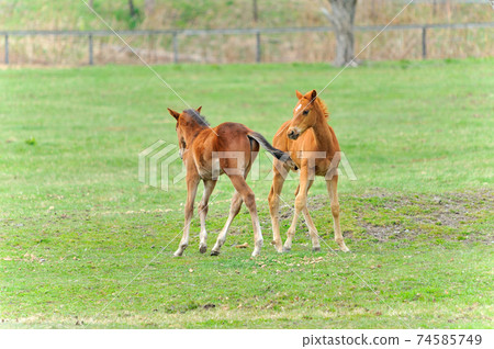 Beautiful thoroughbred foal playing on the ranch 74585749