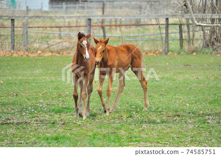 Beautiful thoroughbred foal playing on the ranch 74585751