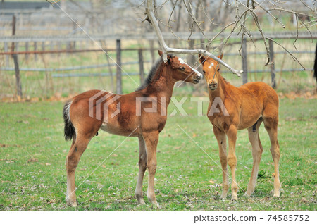 Beautiful thoroughbred foal playing on the ranch 74585752