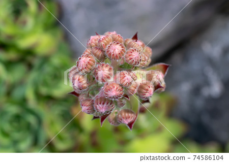 Blooming evergreen groundcover plant Sempervivum known as Houseleek in rockery Blooming evergreen groundcover plant Sempervivum known as Houseleek in rockery 74586104