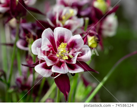 Perennial herb Aquilegia vulgaris with blue flowers on blurred background Perennial herb Aquilegia vulgaris with blue flowers on blurred background 74586124
