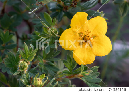 Yellow flower of Potentilla shrub in the garden close up Yellow flower of Potentilla shrub in the garden close up 74586126