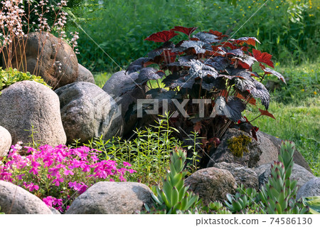 Various perennial plants in a small rockery in a summer garden Various perennial plants in a small rockery in a summer garden 74586130