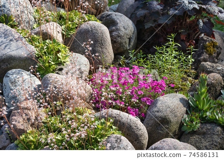 Various perennial plants in a small rockery in a summer garden Various perennial plants in a small rockery in a summer garden 74586131