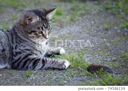Gray striped young cat lies in the yard with a caught mouse Gray striped young cat lies in the yard with a caught mouse 74586139