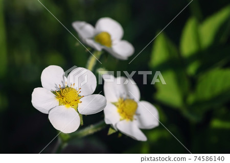 Delicate white flowers and green leaves of strawberries in the garden Delicate white flowers and green leaves of strawberries in the garden 74586140