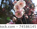  Peach blossoms 74586145