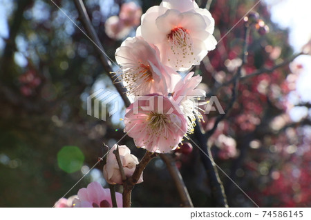  桃花 74586145