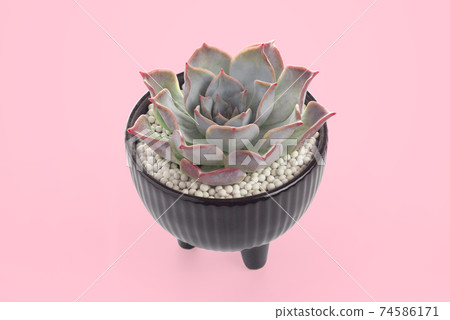succulent cactus pots. succulent cactus pots. 74586171