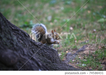 Grey squirrel in central park 74586431