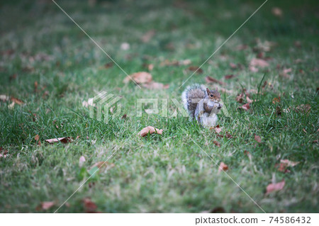 Grey squirrel in central park 74586432