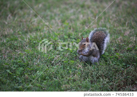 Grey squirrel in central park Grey squirrel in central park 74586433