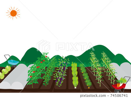 Field landscape illustration Field landscape illustration 74586741