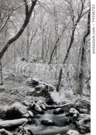 Beautiful white scenery of Oirase Gorge covered with snow 74586783