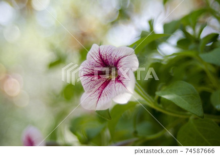 Natural photos: Colorful flower paintings (Viet Nam) 74587666