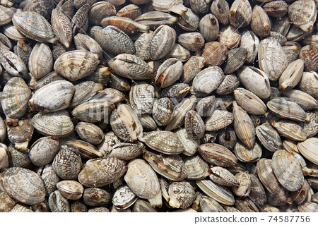 Clam Clam 74587756