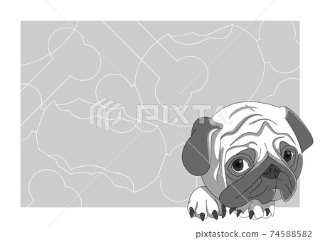 Pug gray back Pug gray back 74588582