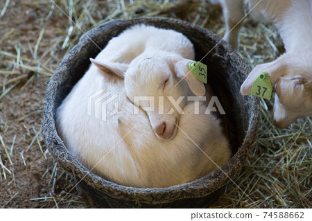 A lamb like a pot cat curled up and looking sleepy A lamb like a pot cat curled up and looking sleepy 74588662